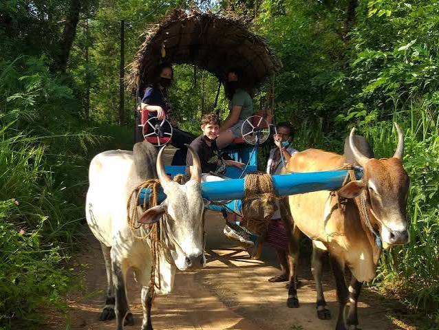 Traditional Bullock Cart Ride
