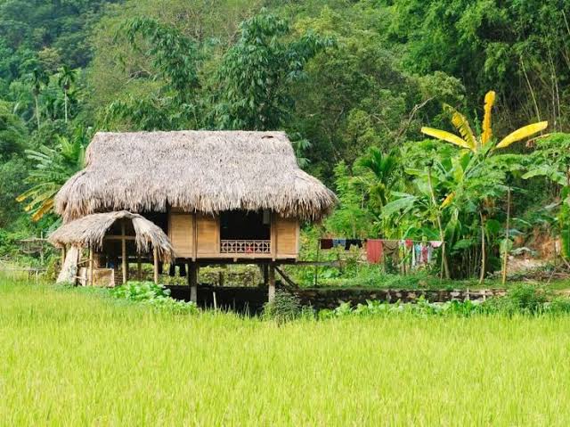 Traditional Chena Huts & Paddy Fields